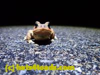 /home//u458753944/public_html/sourcegallery//Roxborough Toad Detour/2022/2022-03-07/P3070832.JPG